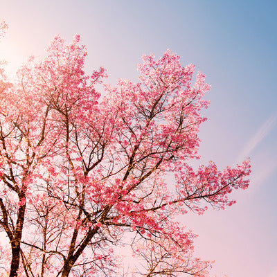 Cherry blossom tree in full flower against a pale blue sky
