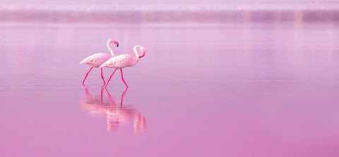 2 flamingoes wading in a pink lake against a pink sky