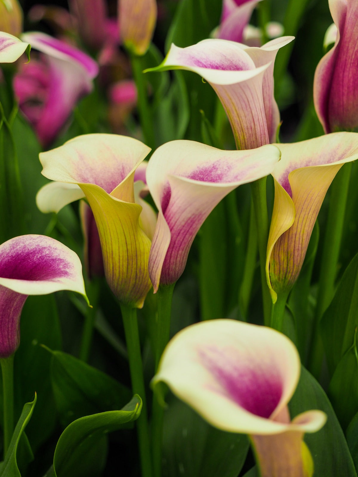 Calla-Lilien