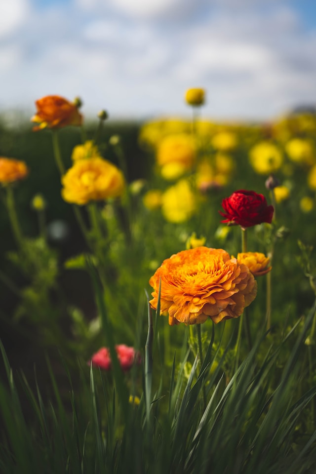 ranunculus