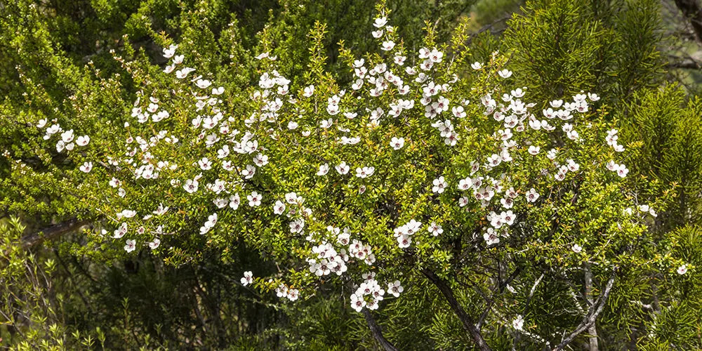 manuka tree