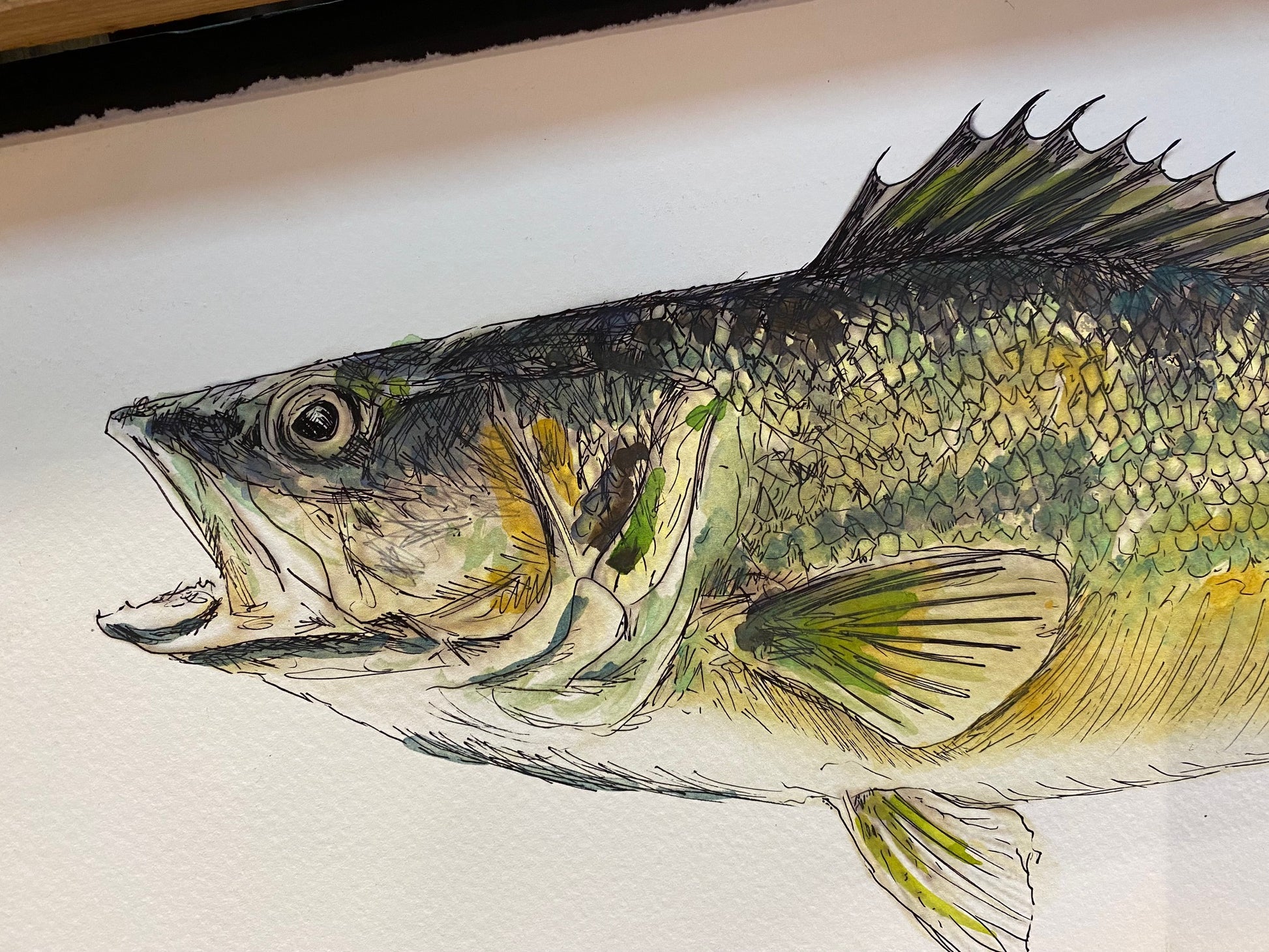 Michigan Walleye Candice Alexander Art Studio