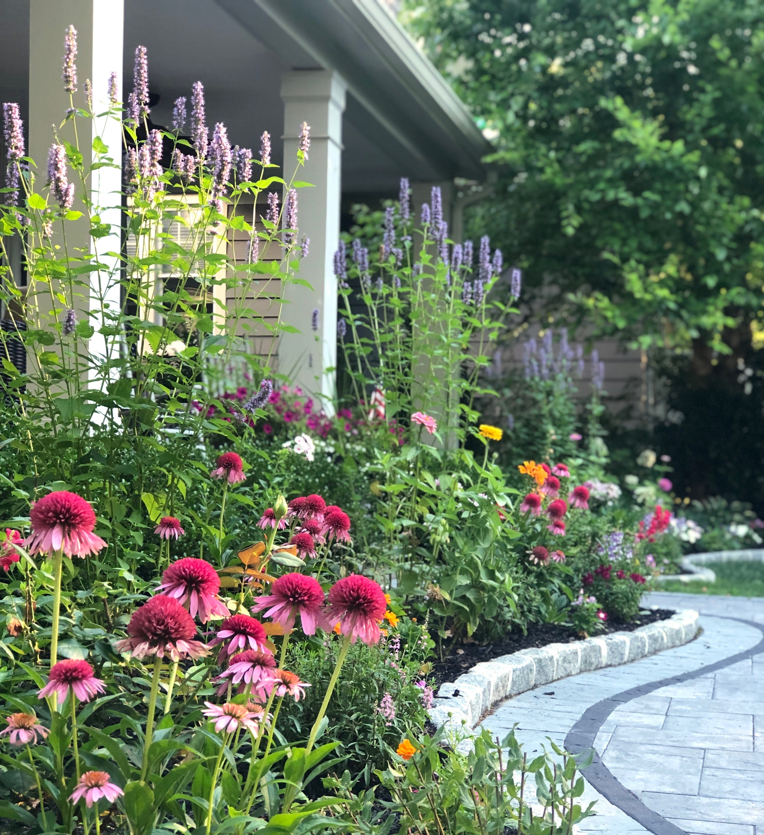 coneflower garden design