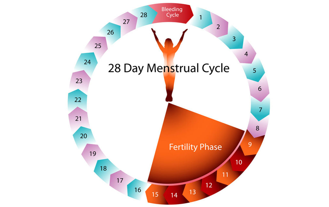 days between menstrual cycle