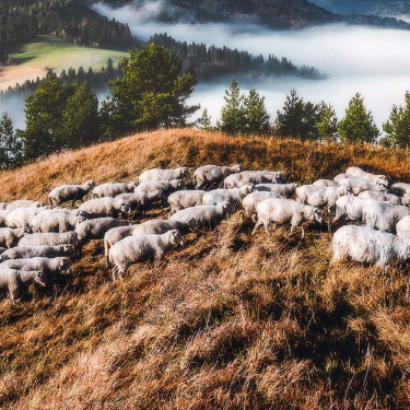 Merino Sheep grazing in the Alps