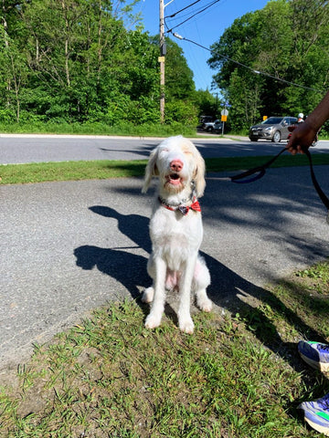Picture of a dog. Good boy here to support his owners at the Gravenhurst race! 
