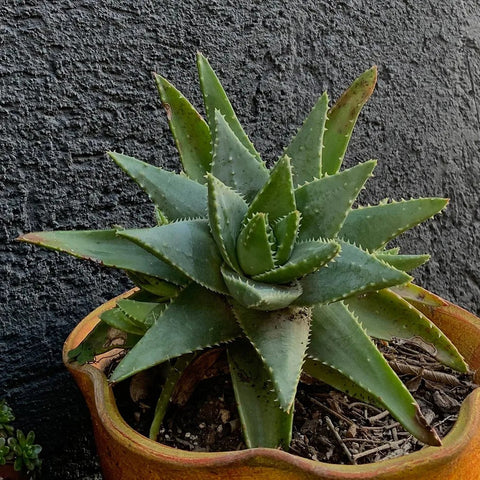 Aloe