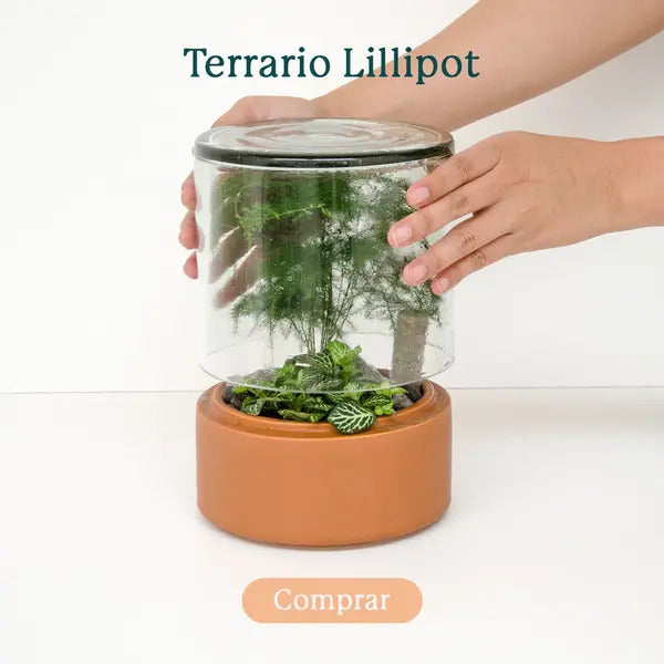 Compra en línea el Terrario Lillipot