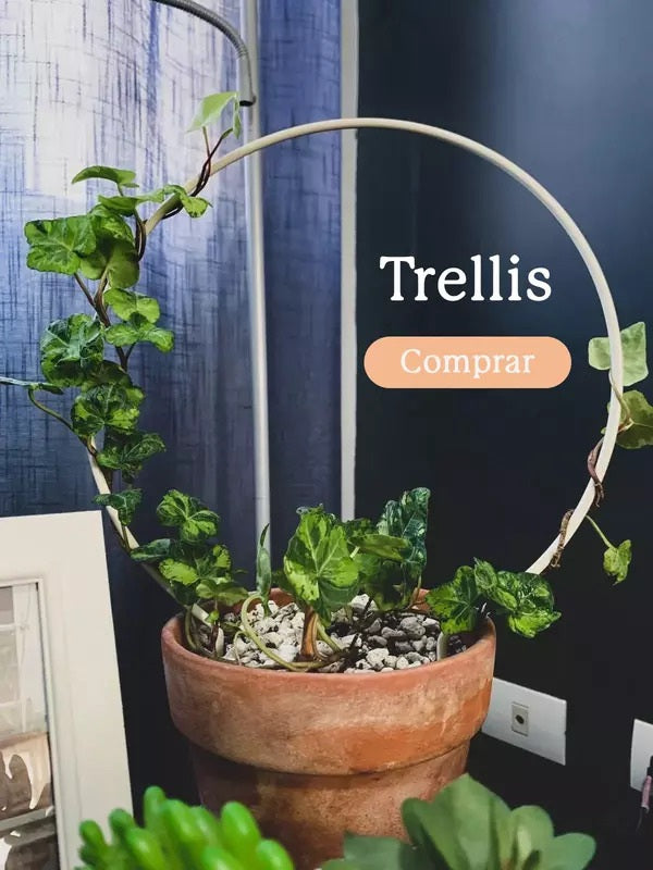 Trellis Círculo con Hedera Marmorata Aurea