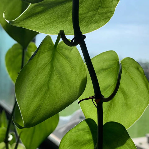 Philodendron