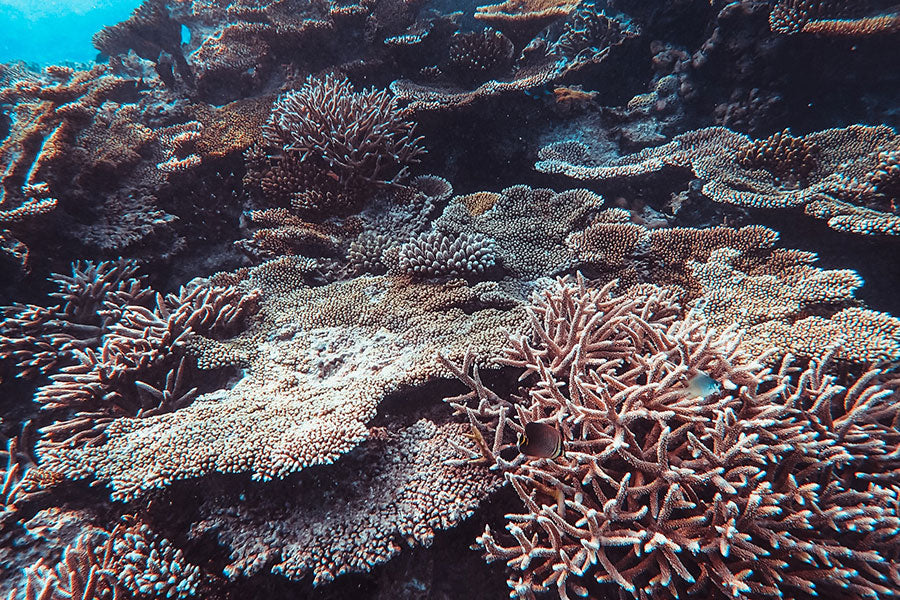 Dead coral reef.