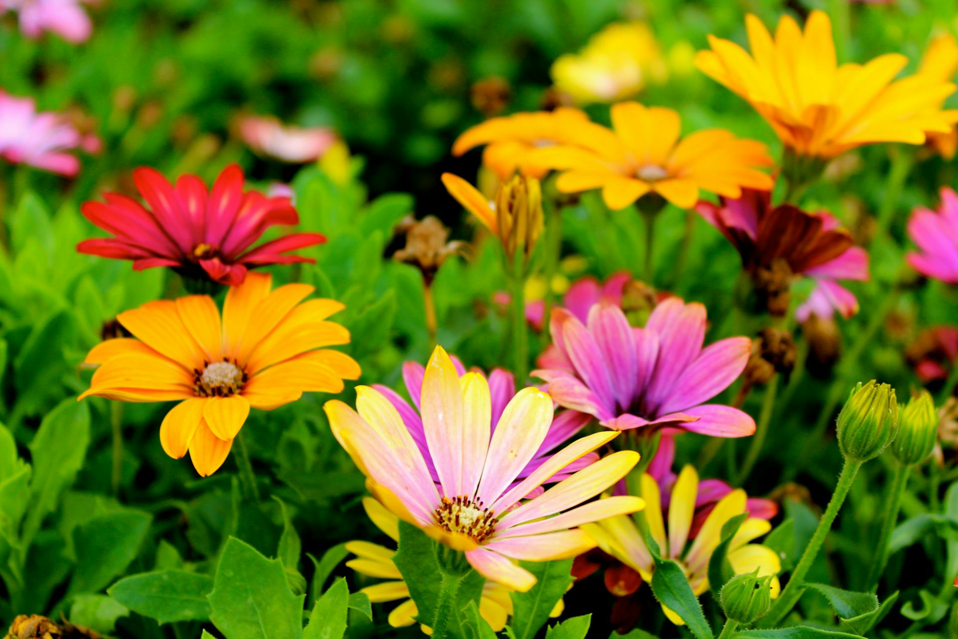 flowers in a garden