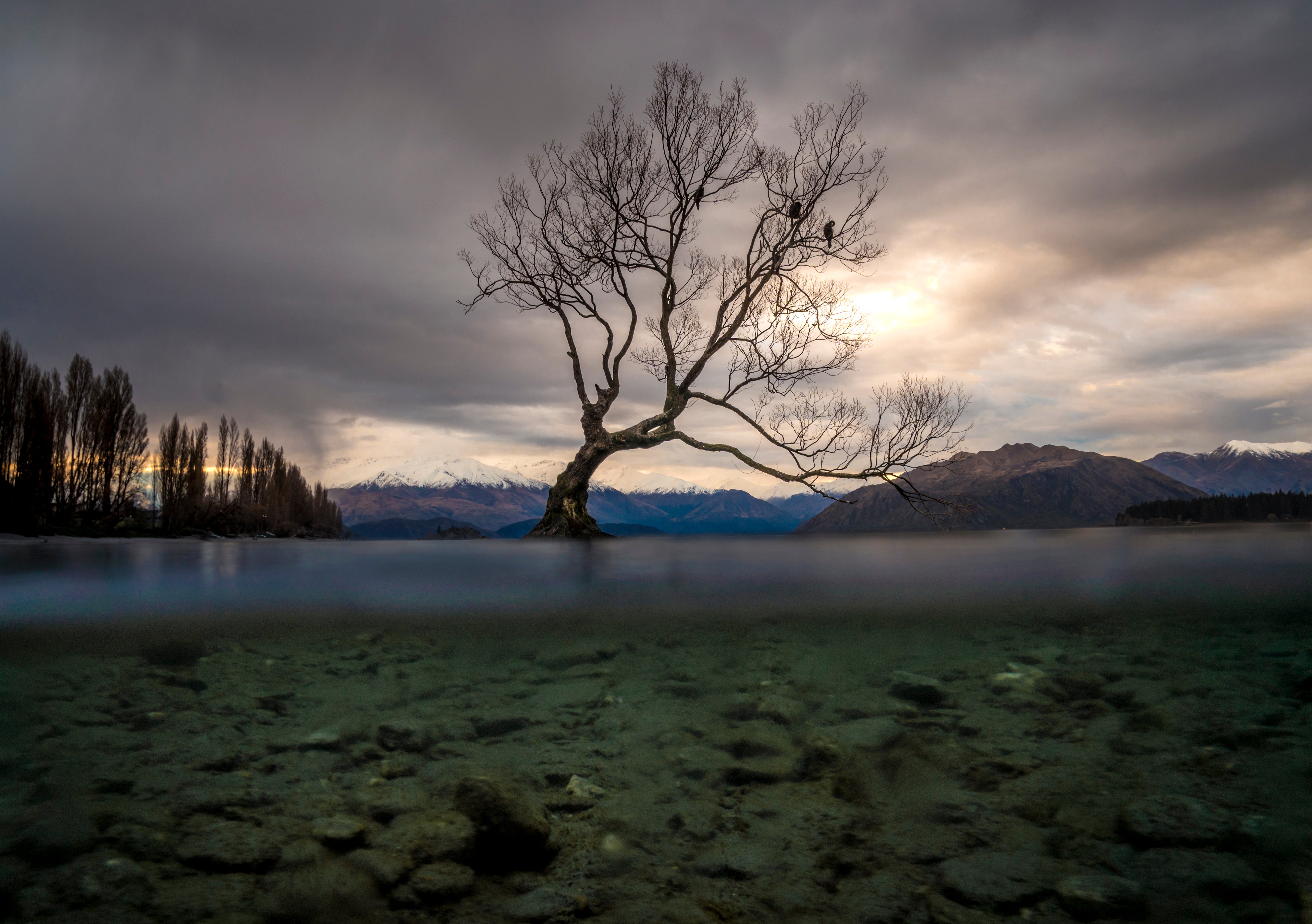 der Wanaka -Baum unter Wasser