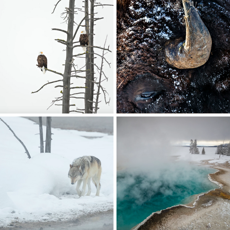 Yellowstone wildlife in winter