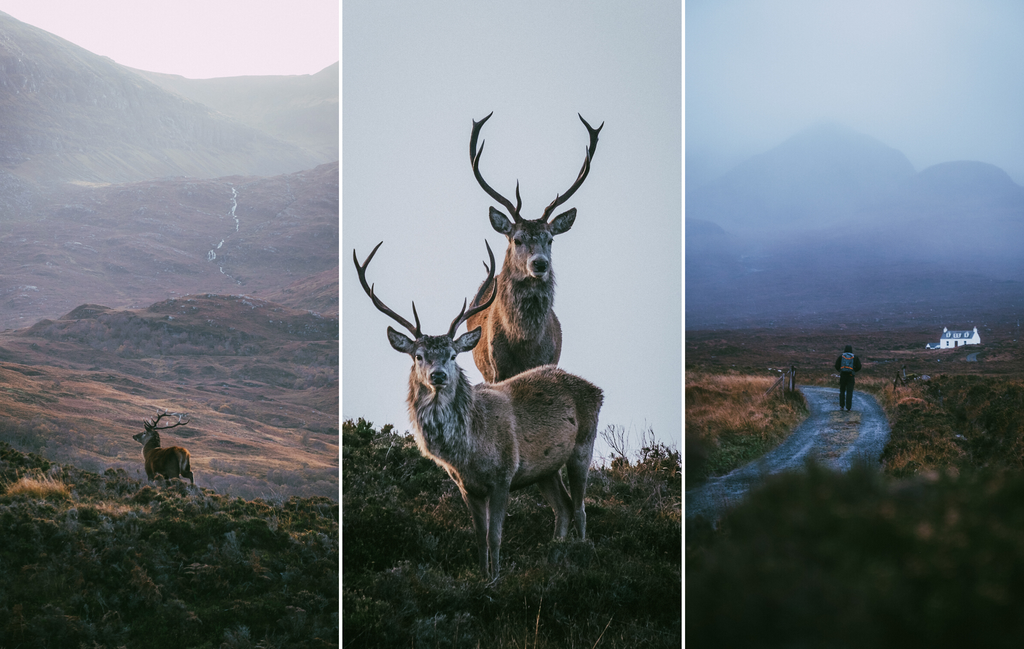 Isle de Skye Scotland Wildlife