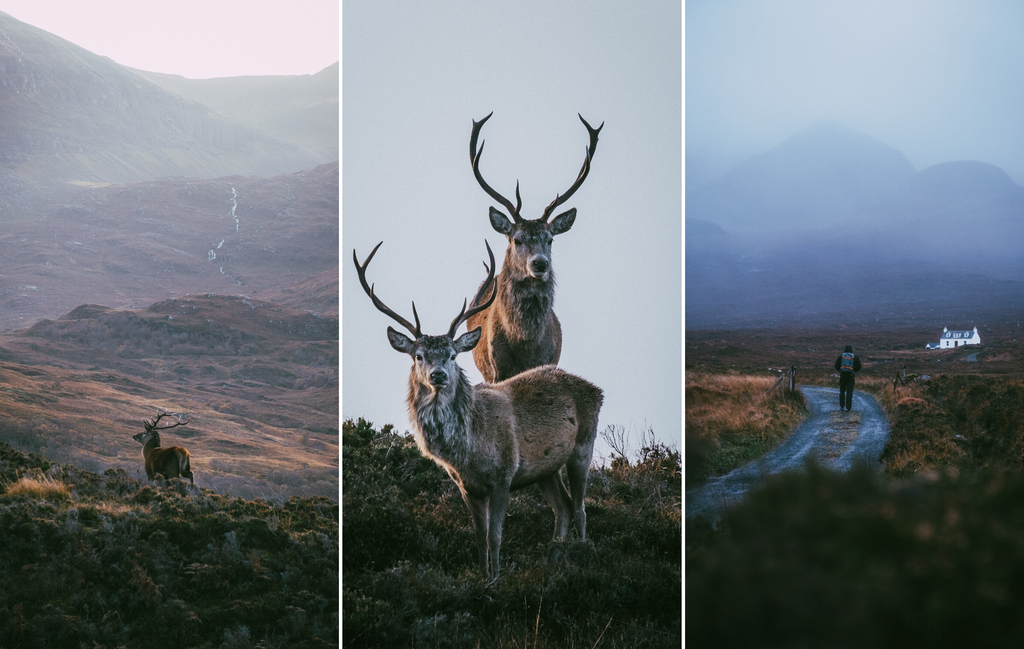 Isle of Skye Scotland wildlife