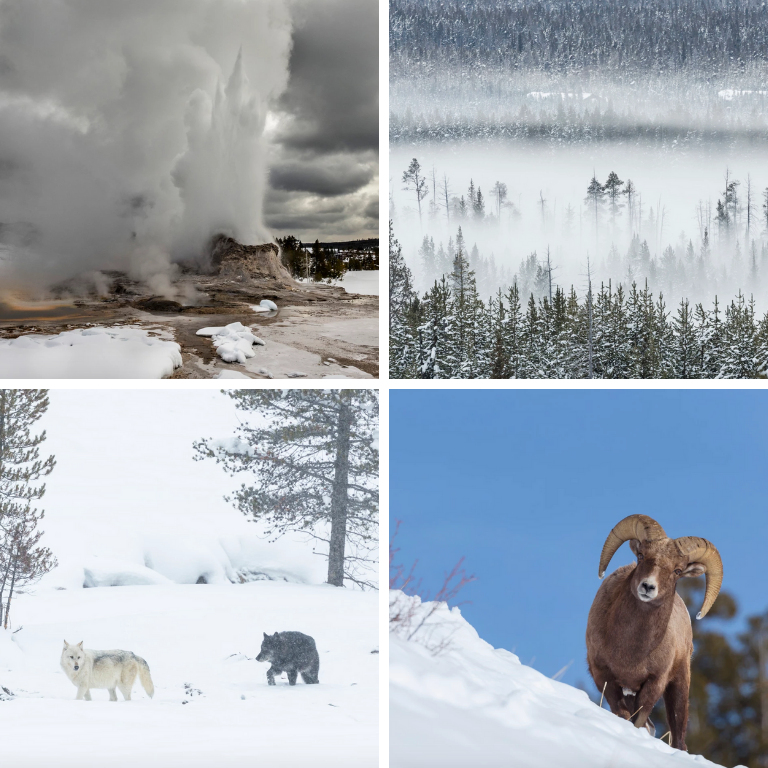 Yellowstone en hiver