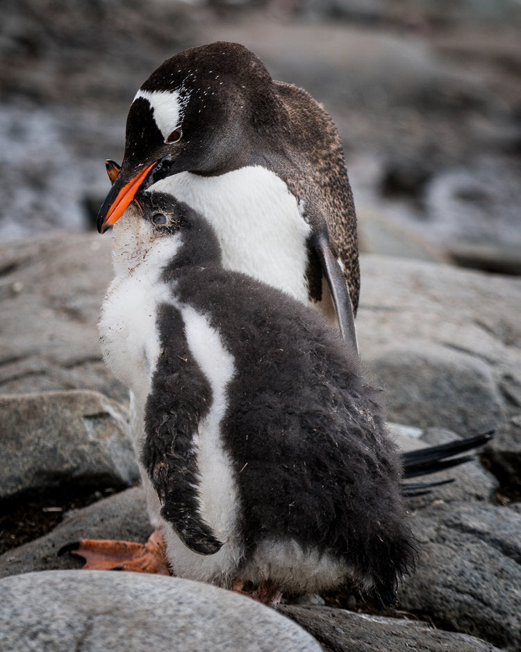 Pinguin in der Antarktis