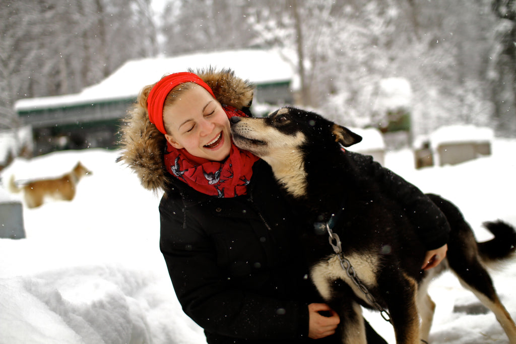 alaskan husky licks humans face in the snow