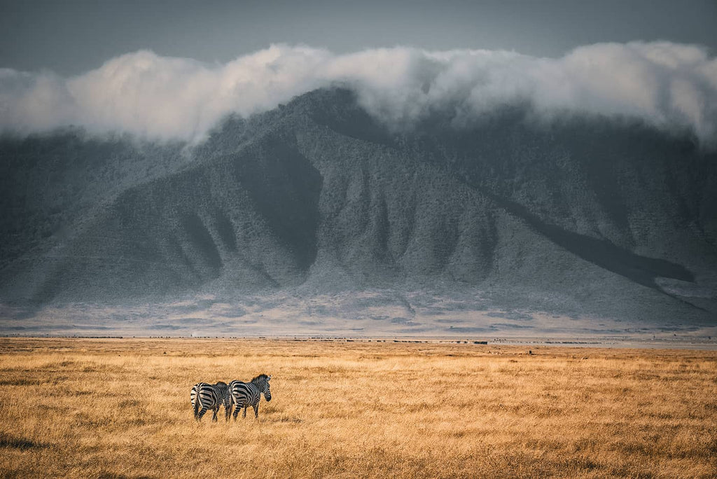 Zebras in Africa photo by Simon Markhof with Vallerret Photography Gloves
