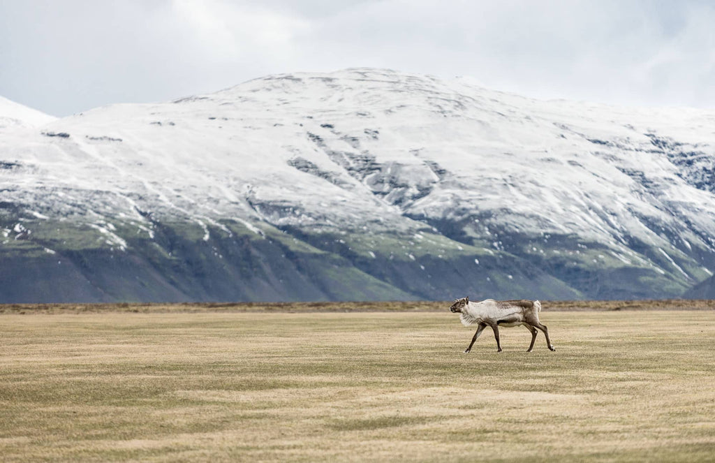 Reindeer in Norvegia Foto di Simon Markhof con guanti fotografici Vallert