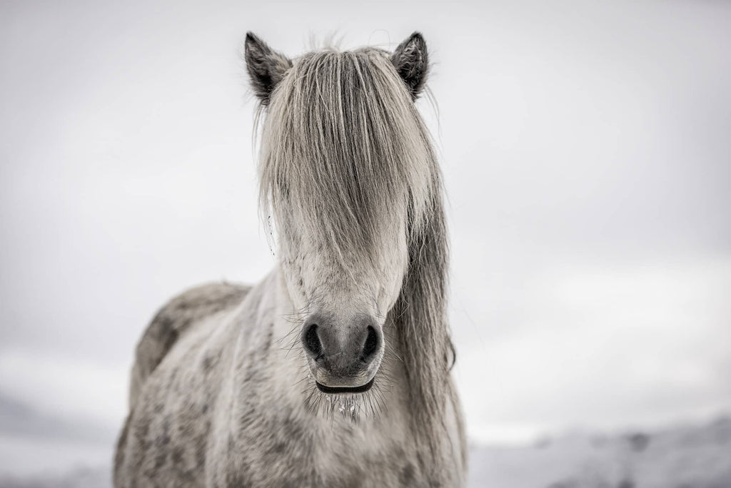 Foto de caballo salvaje en Islandia de Simon Markhof con guantes de fotografía Vallerret