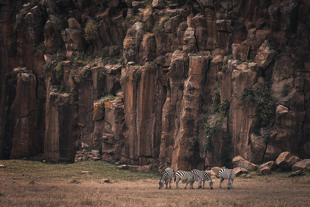 Zebras in Africa Foto di Simon Markhof con guanti fotografici Valleret