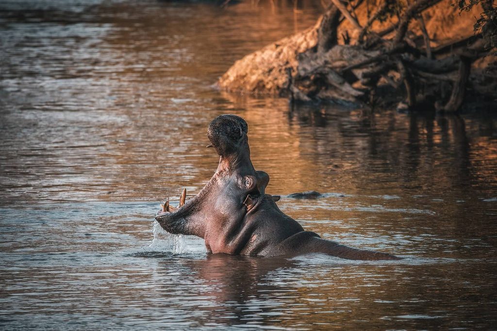 Hippopotamo en el agua en África Foto de Simon Markhof con guantes de fotografía Vallerret