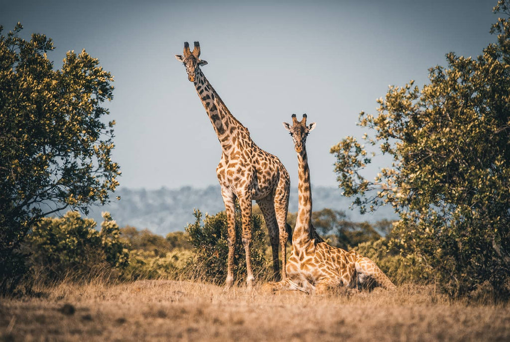 Giraffes in Africa photo by Simon Markhof with Vallerret Photography Gloves