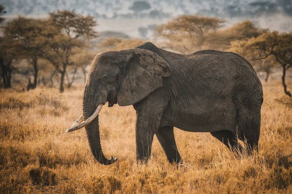 Elefante en África de Simon Markhof con guantes de fotografía Vallerret