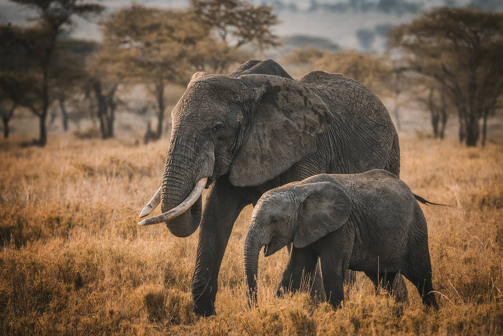 Foto de elefantes en África de Simon Markhof con guantes de fotografía Vallerret