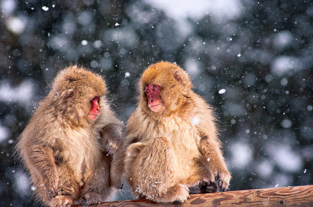monkey park in japan