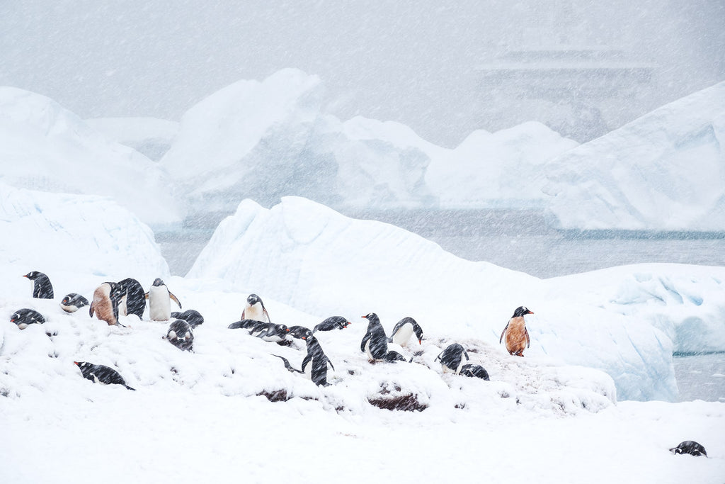 Gentoo penguins in snow storm