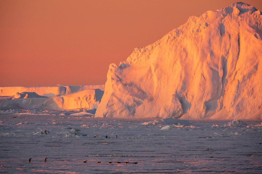 Penguins emperadores en hielo marino
