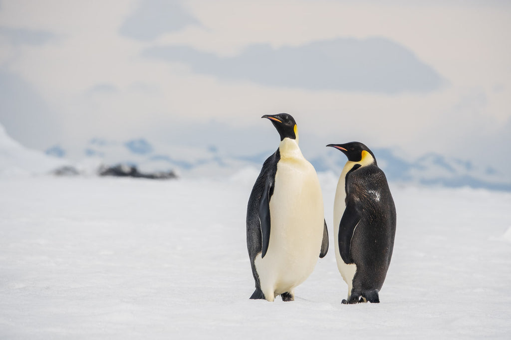 Penguins emperadores en hielo marino