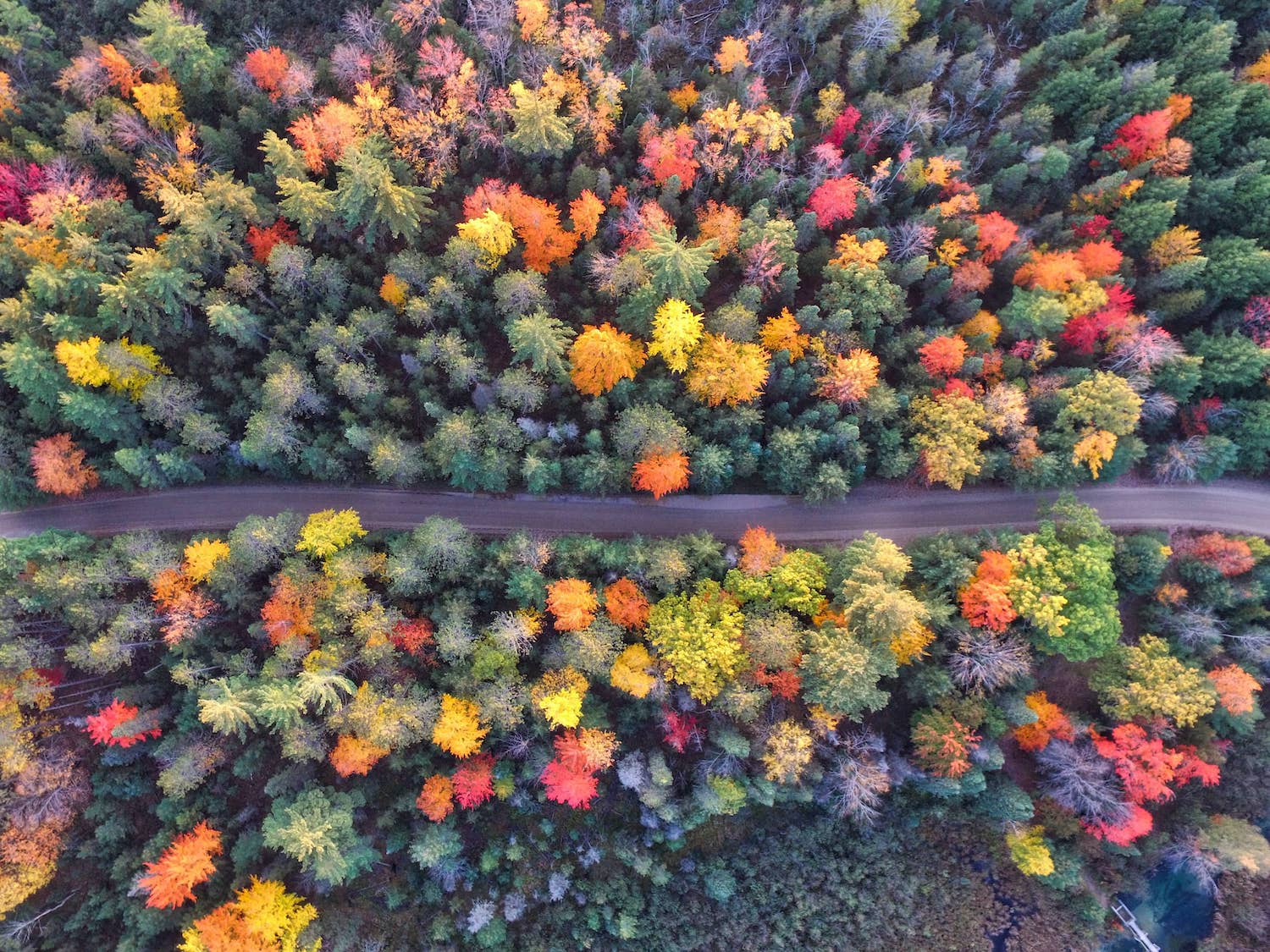 Foto Arial di alberi autunnali Aaron Burden