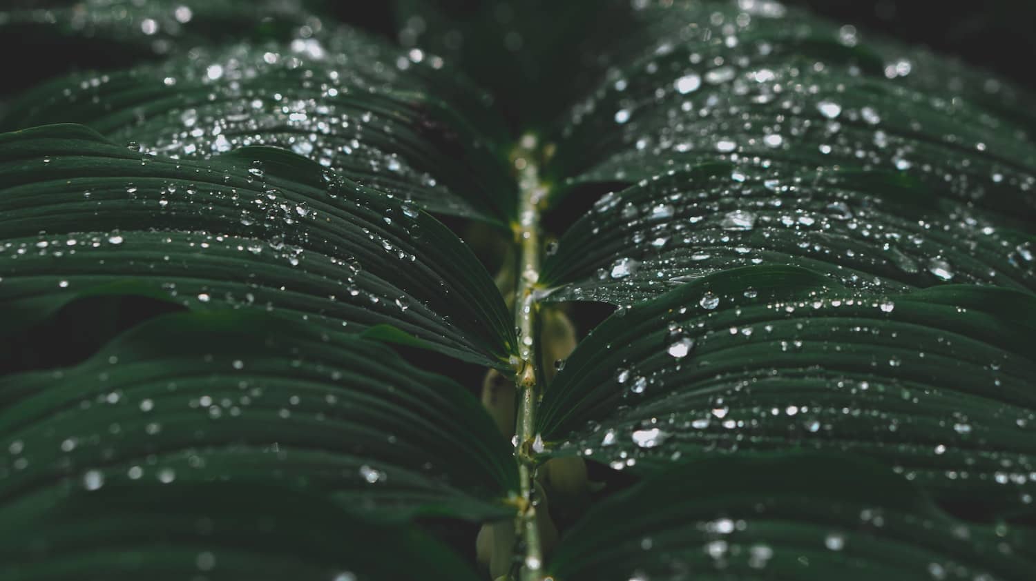 Macro fotografia di una foglia con gocce di pioggia