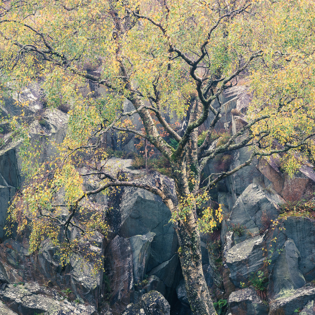 Autumn colors in the Lake District 