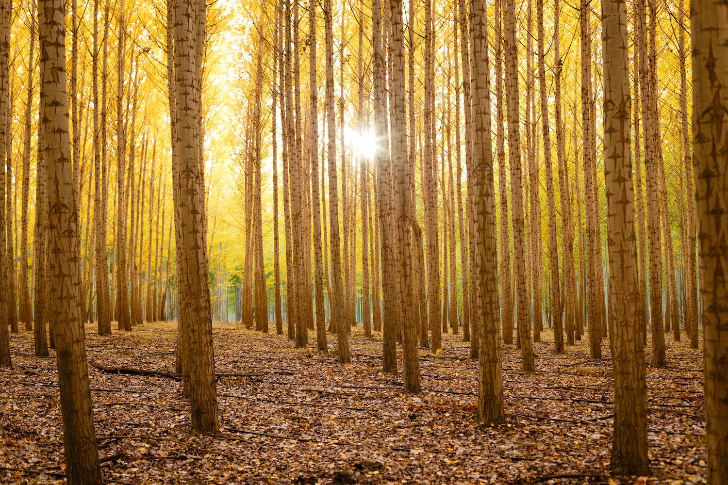 Herbstbäume Caleb-Riston