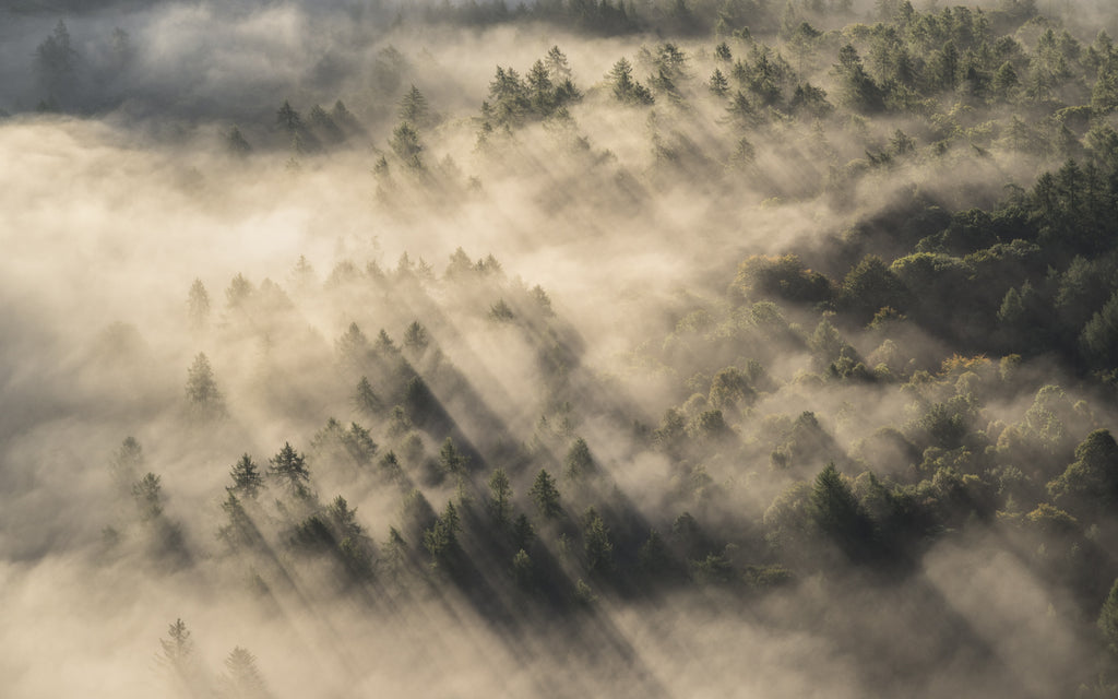 Arbres brumeux dans le Lake District
