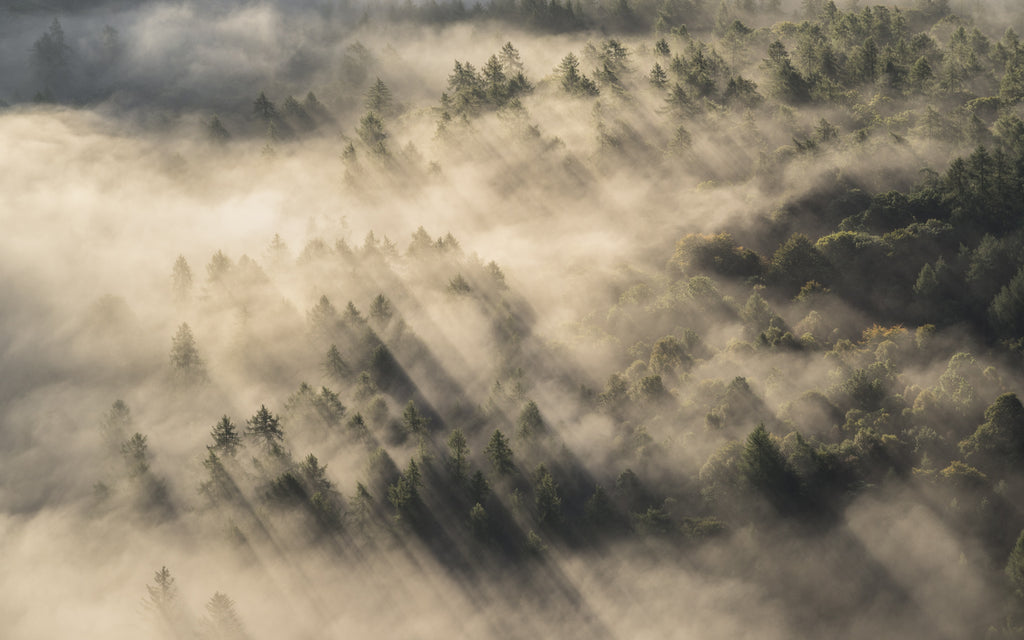 Misty trees in the lake district