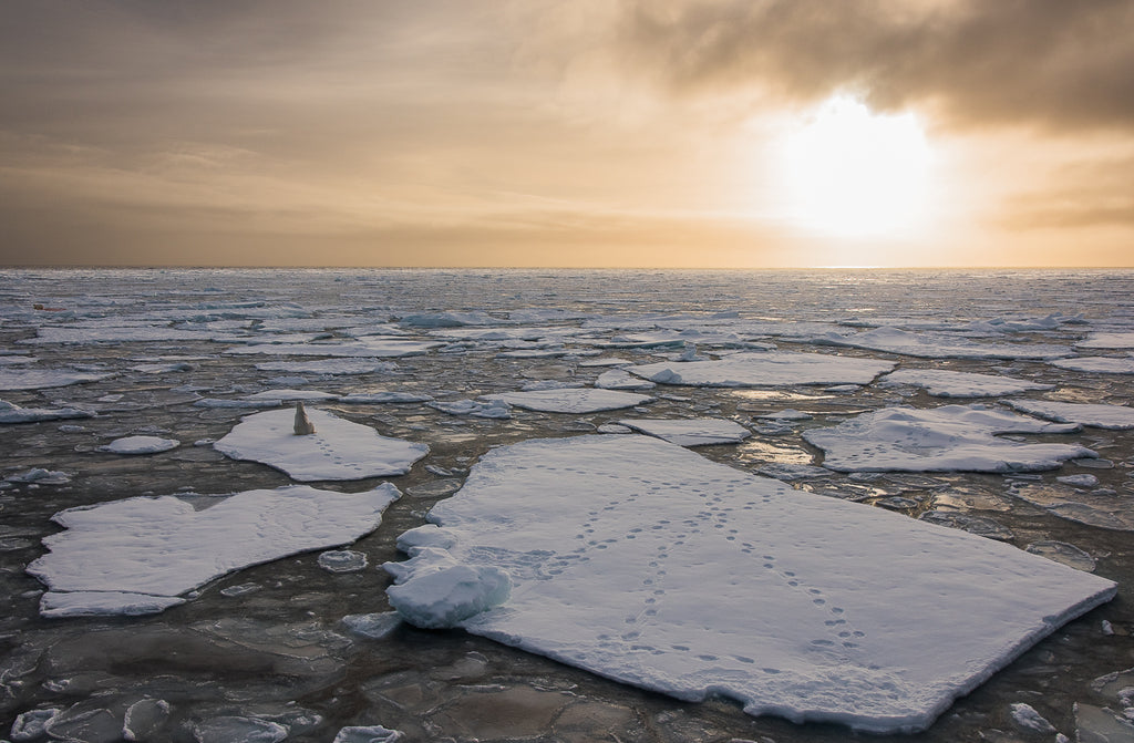 ours polaire assis sur de la glace flottante