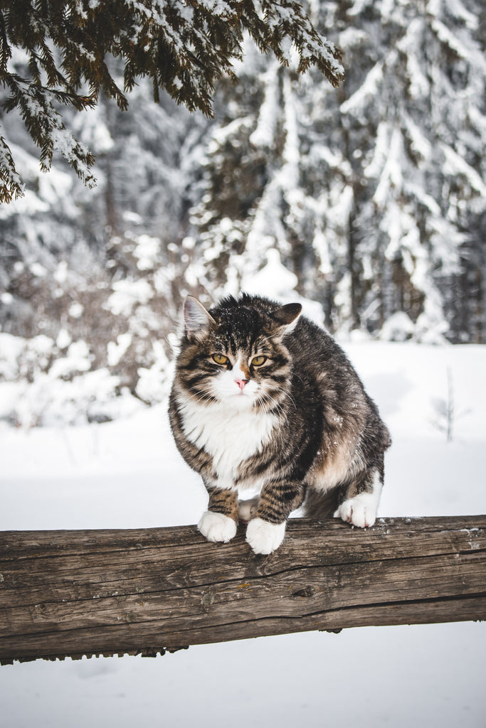 Foto von Madara Parma auf Unsplash