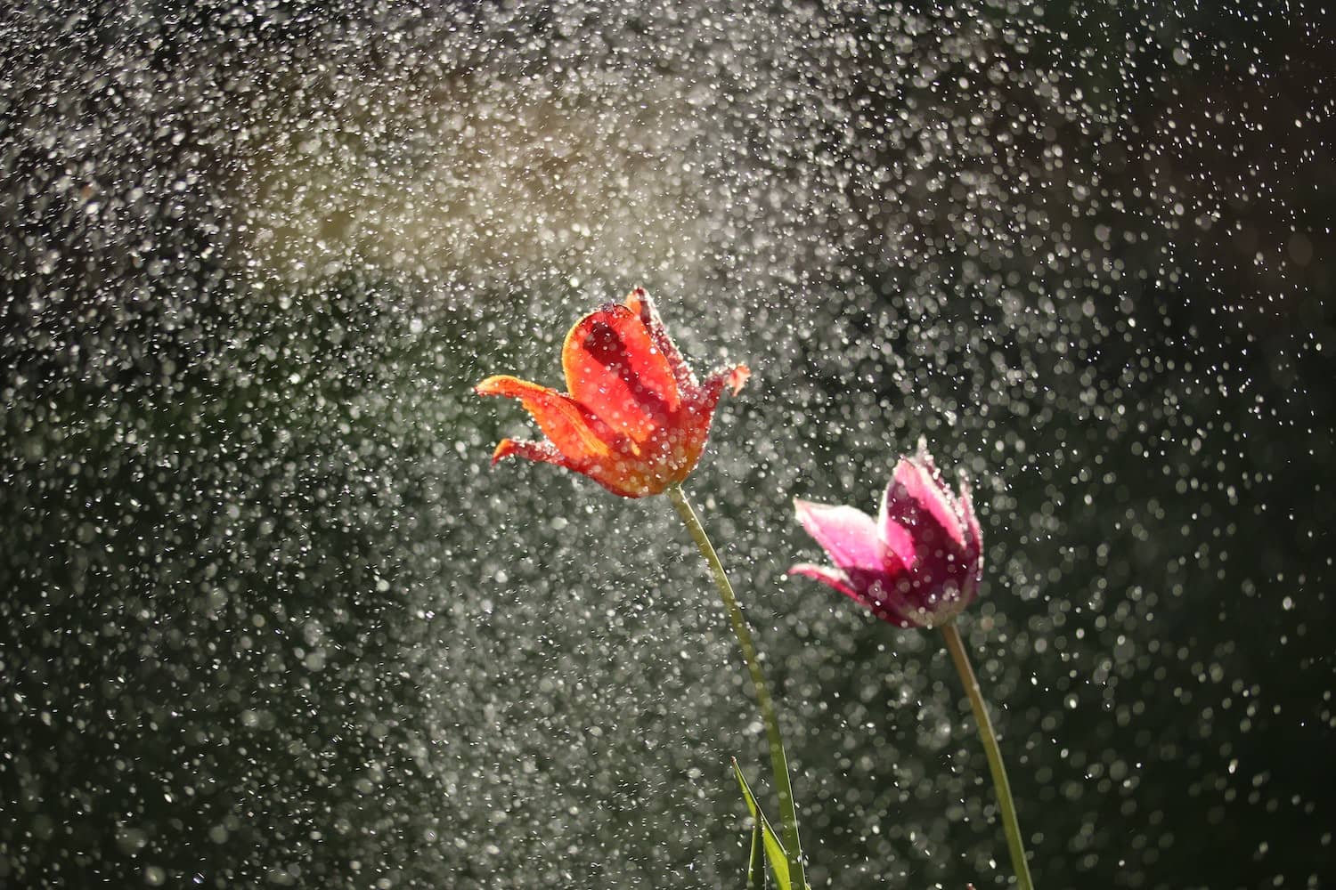 Backlit flowers in the rain