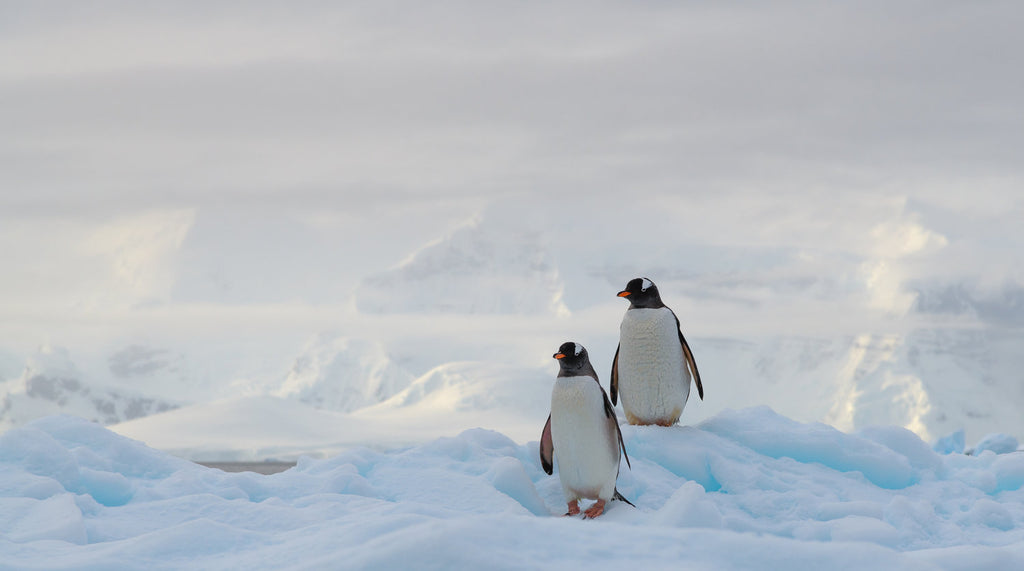 Pinguine in der Antarktis