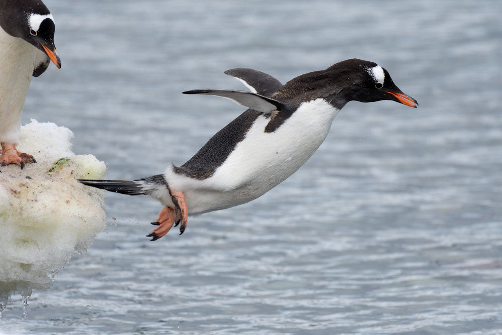 Pinguine springen ins Wasser
