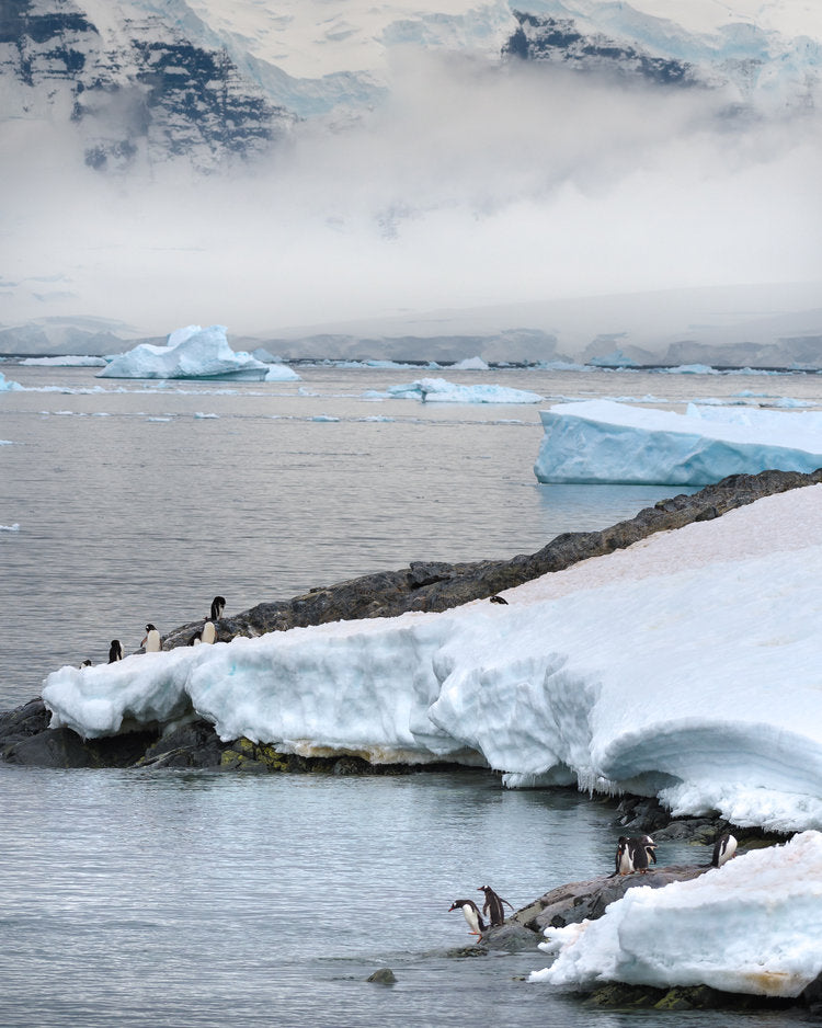 Antarctique