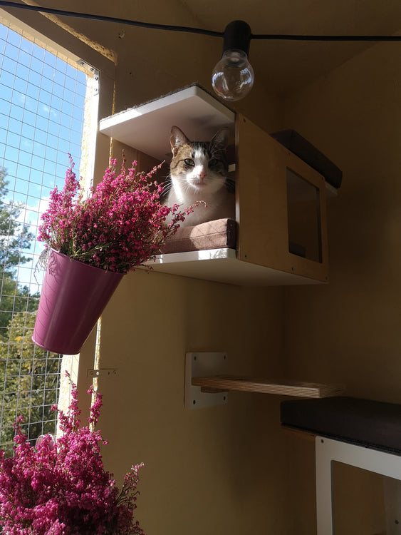 Cat Enjoying Balcony Outdoor Furniture Catio Corner Shelves