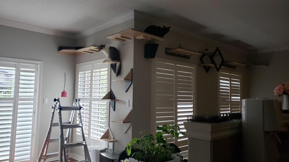 Custom Full House Catification Project - Complete Setup Customer Photos