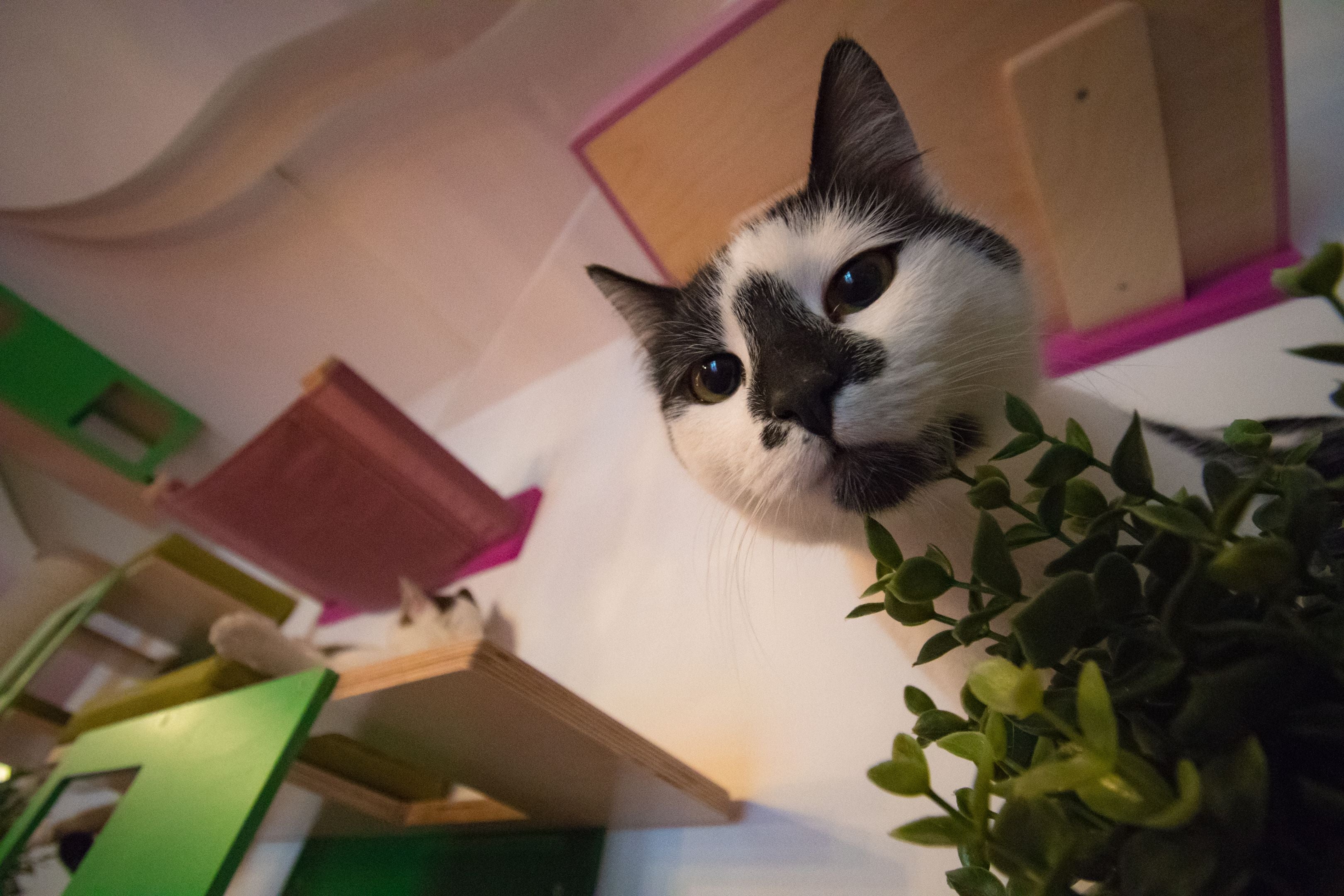 Scratchy_Things_Cat_Cafe_Zagreb_Project_Custom_Cat_Room